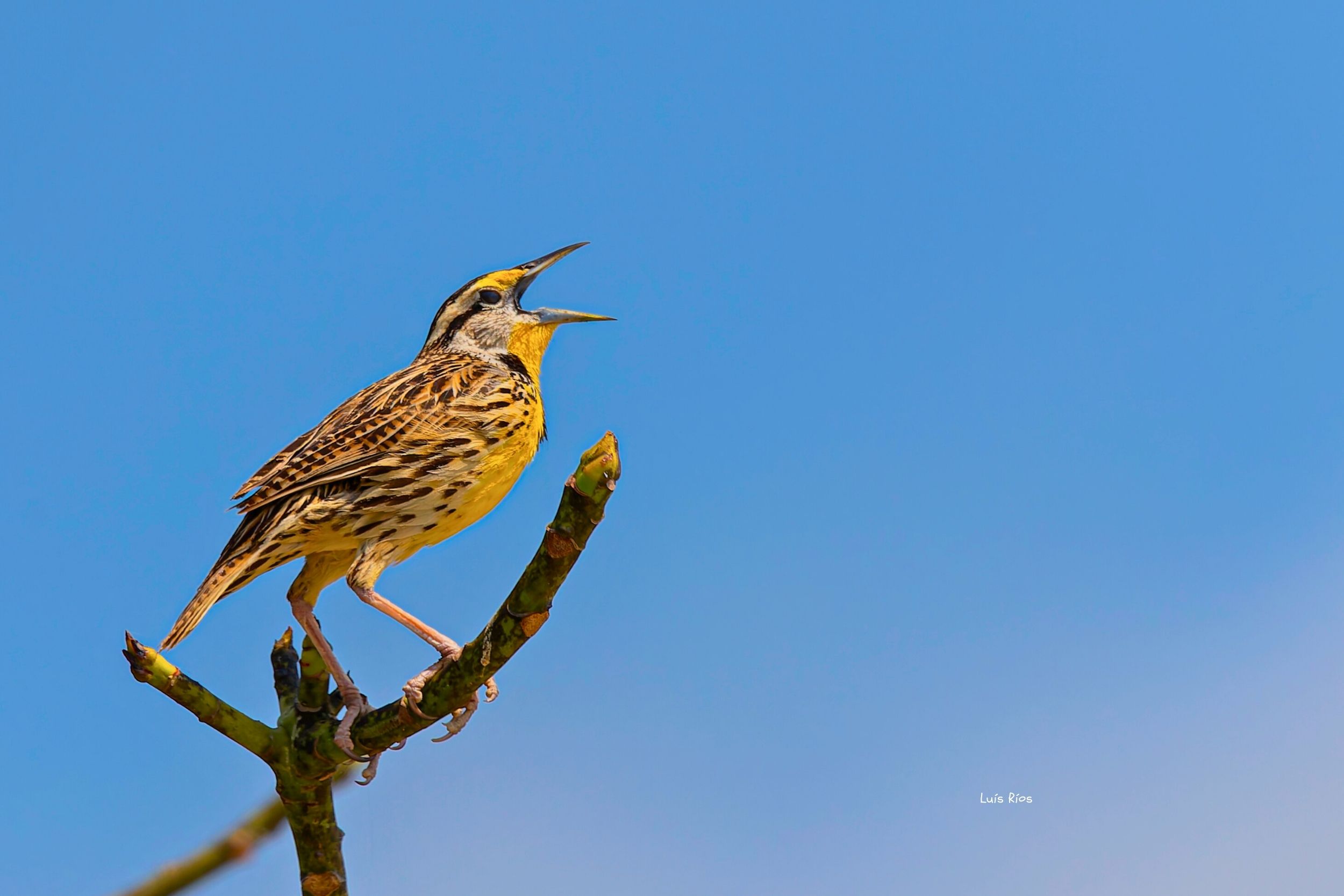 Eastern Meadowlark: el canto de la sabana y un indicador de salud ecológica